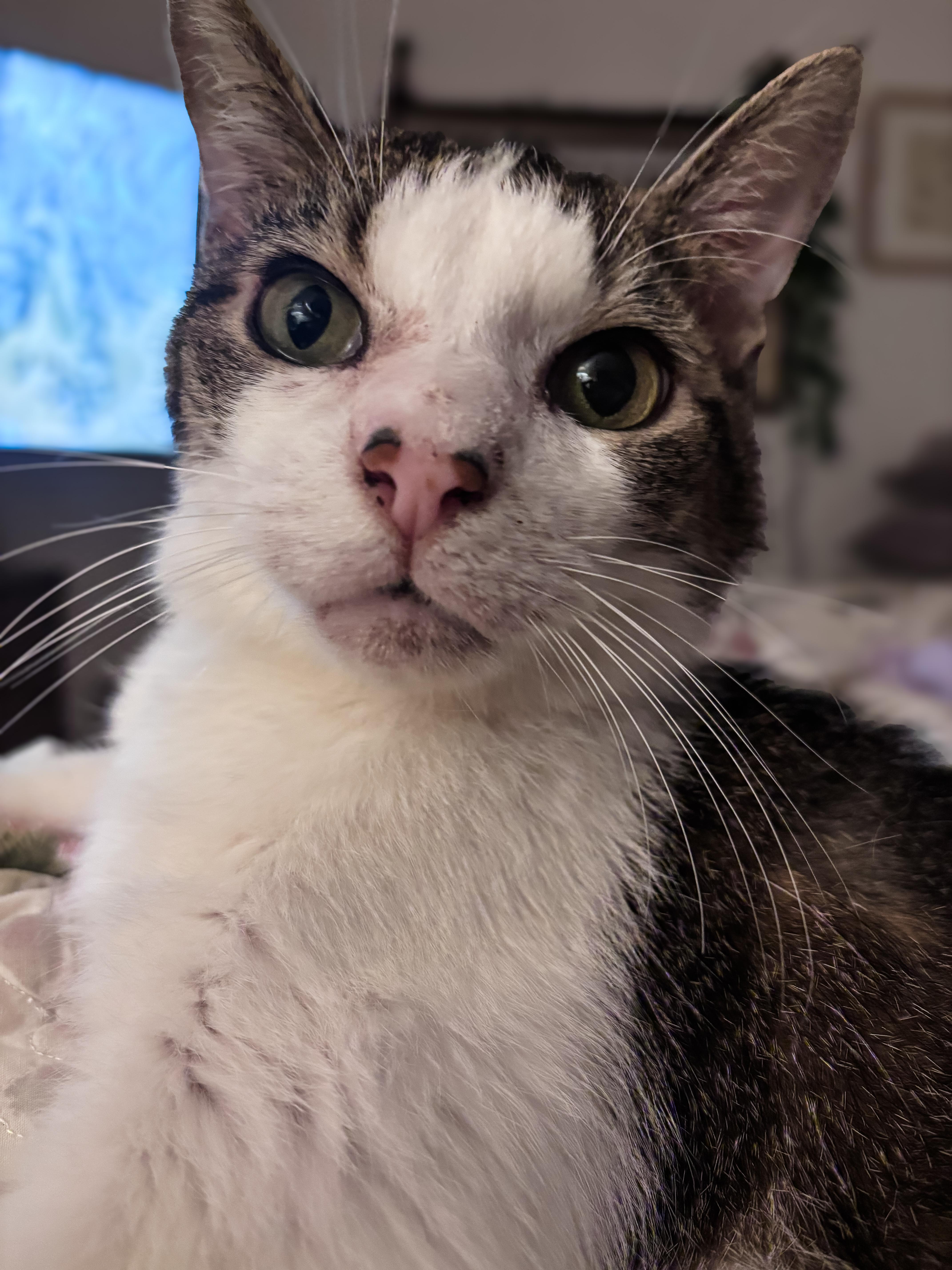 A senior medium-sized male Tabby (Brown / Chocolate) Domestic Short Hair cat named Nook for adoption in Philadelphia, PA