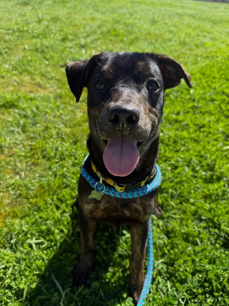 Munchkin thumbnail 2