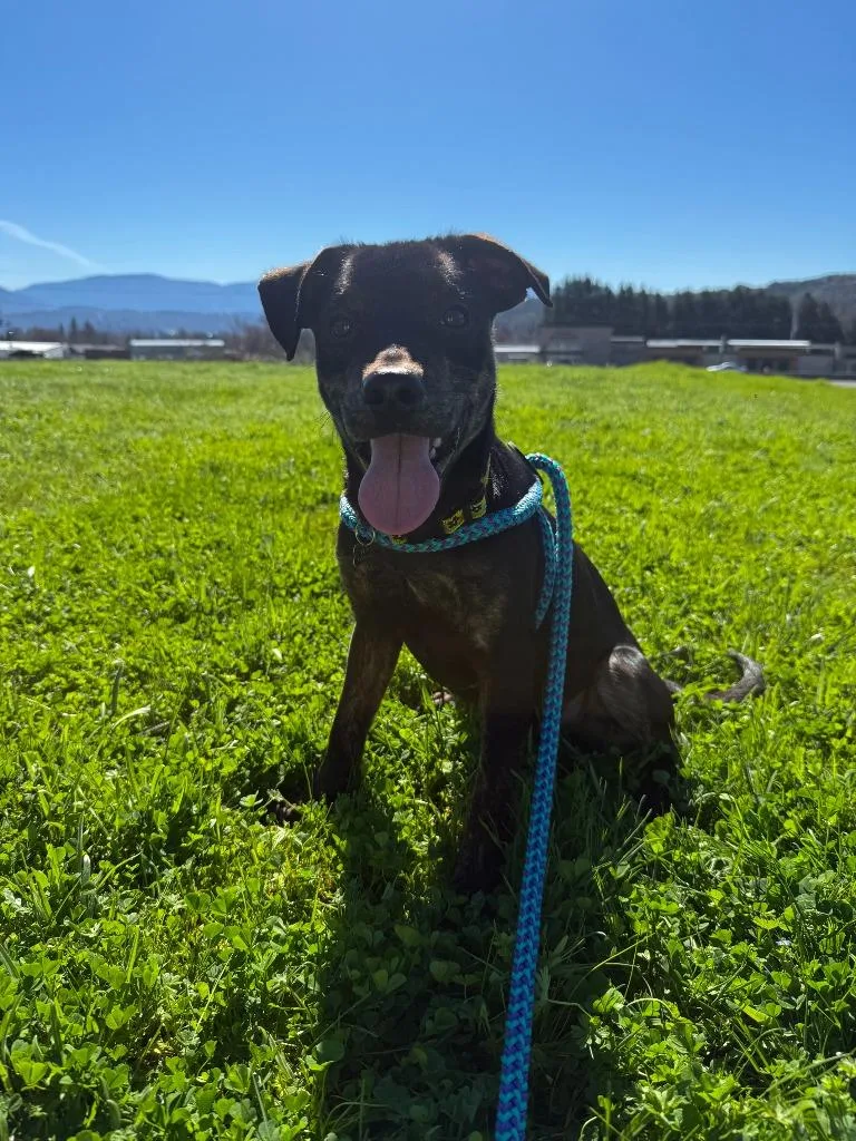 Munchkin thumbnail 3