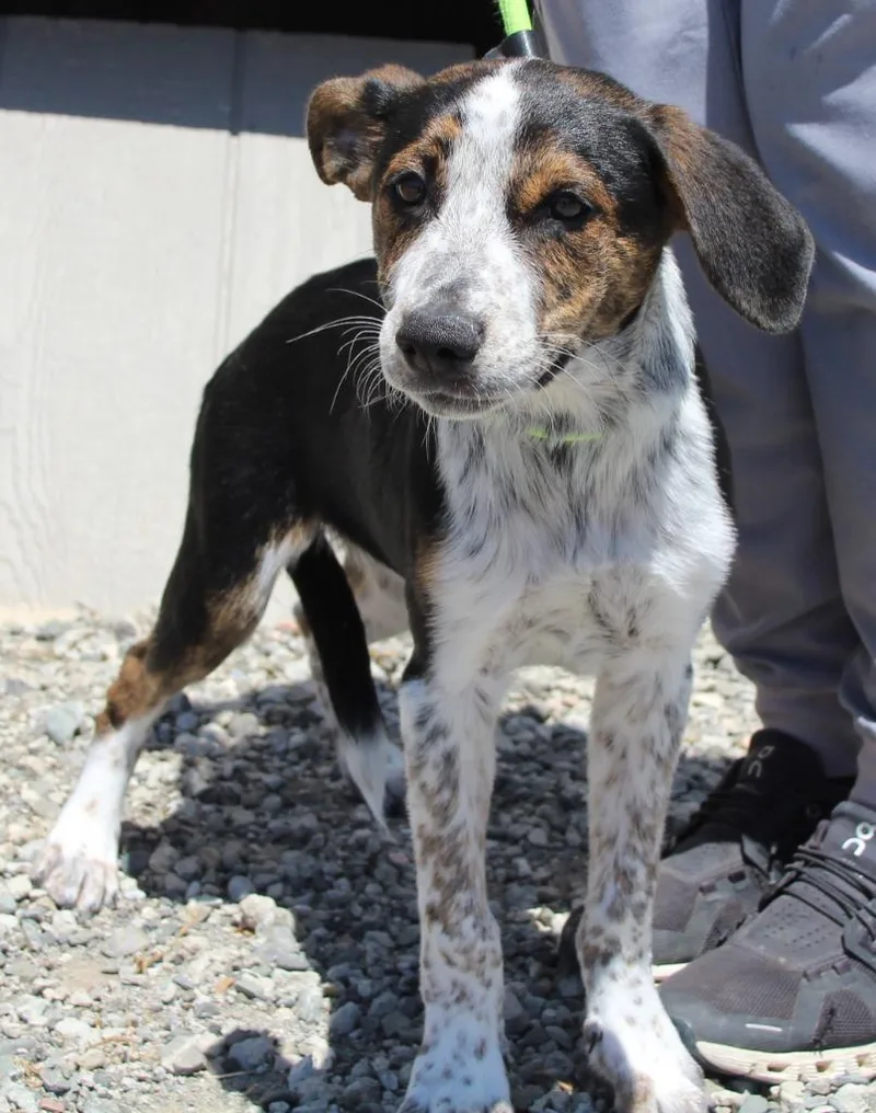 A baby medium-sized male Hound dog named Henley for adoption in Vacaville, CA
