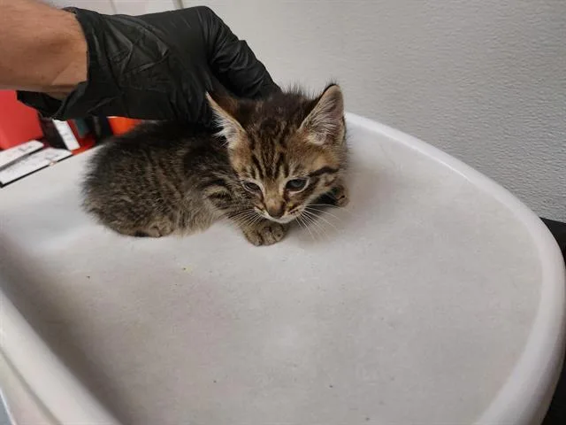 A baby small-sized male Domestic Short Hair cat named Dry Tortugas for adoption in Antioch, CA