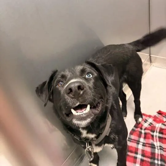 A young large-sized male Black Mixed Breed dog named Mouse Manager for adoption in Davenport, IA