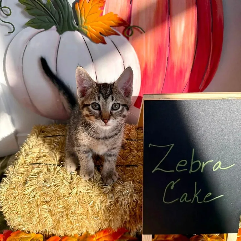 A baby small-sized male Brown / Chocolate Domestic Short Hair cat named Zebra Cake for adoption in Carmel, IN