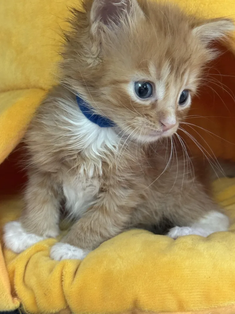 A baby medium-sized male Orange & White Domestic Short Hair cat named Matisse for adoption in Houston, TX