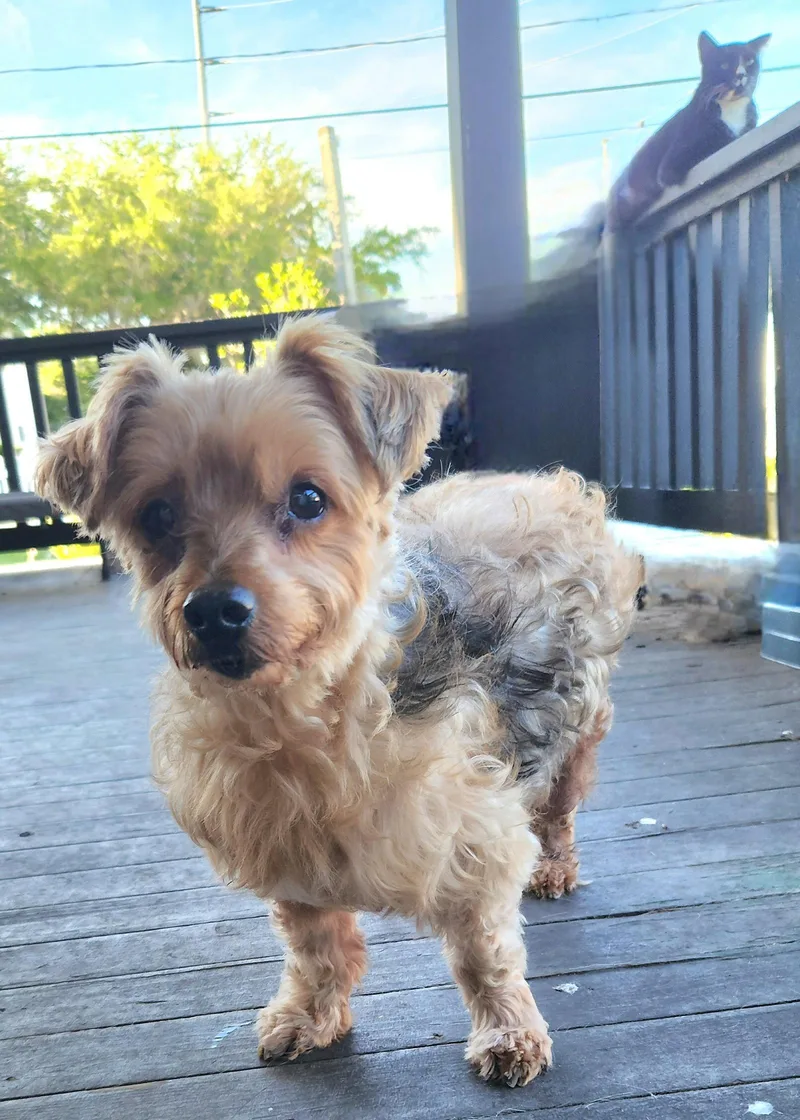A senior small-sized male Yorkshire Terrier dog named Louie  M for adoption in Tampa, FL