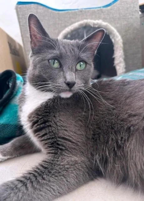 An adult medium-sized female Domestic Short Hair cat named Maxine for adoption in Denver, CO
