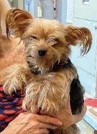 An adult small-sized male Yorkshire Terrier dog named Sam for adoption in Bartlesville, OK