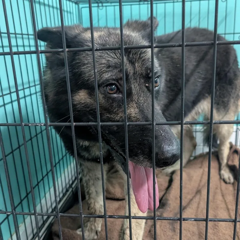 An adult large-sized male Black Shepherd dog named Shep for adoption in Jefferson city, TN