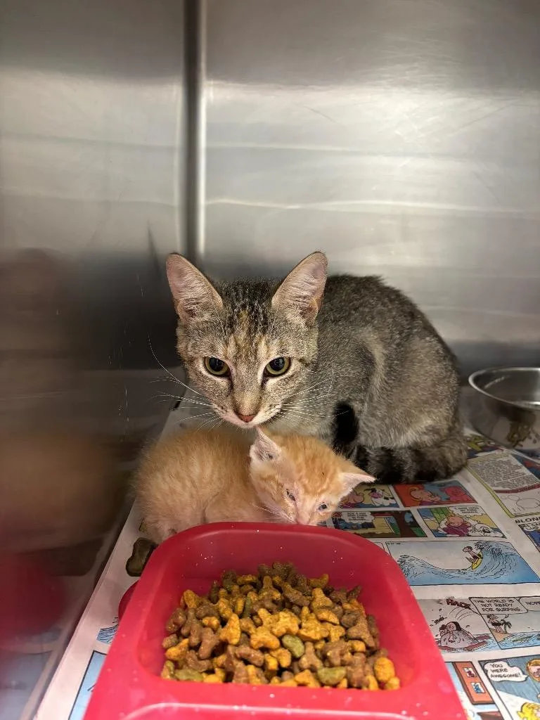 An adult large-sized female Domestic Short Hair cat named Momma for adoption in Belton, TX