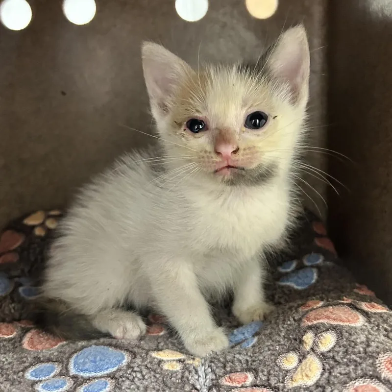 A baby small-sized female Calico Domestic Short Hair cat named Tooth Fairy for adoption in Abilene, TX