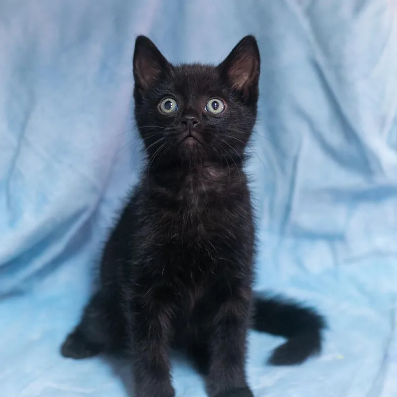 A baby small-sized male Black Domestic Short Hair cat named Ebner for adoption in Ponte Vedra, FL