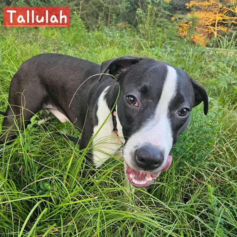 Tallulah thumbnail 2