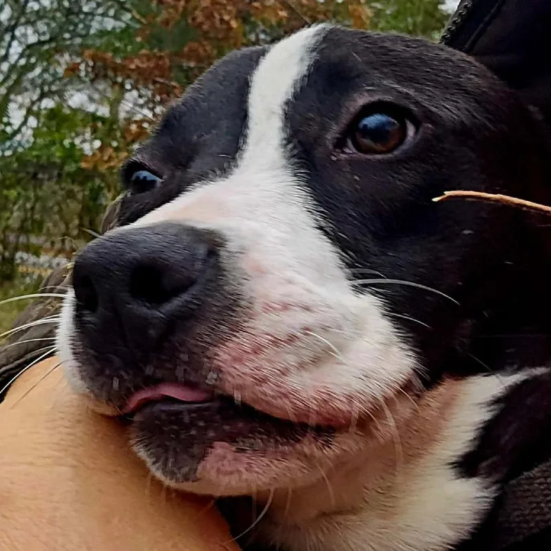 Tallulah thumbnail 3