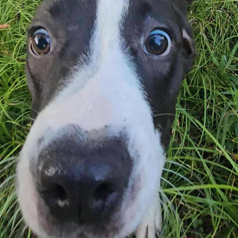 Tallulah thumbnail 4