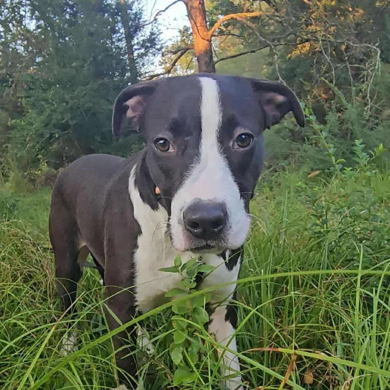 Tallulah thumbnail 6