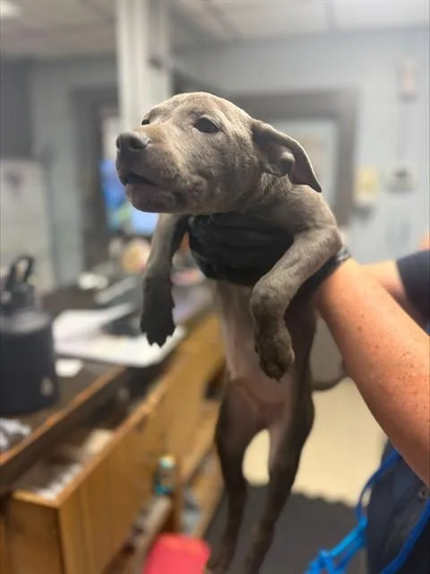 A baby small-sized male Terrier dog named Scrappy for adoption in Stockton, CA