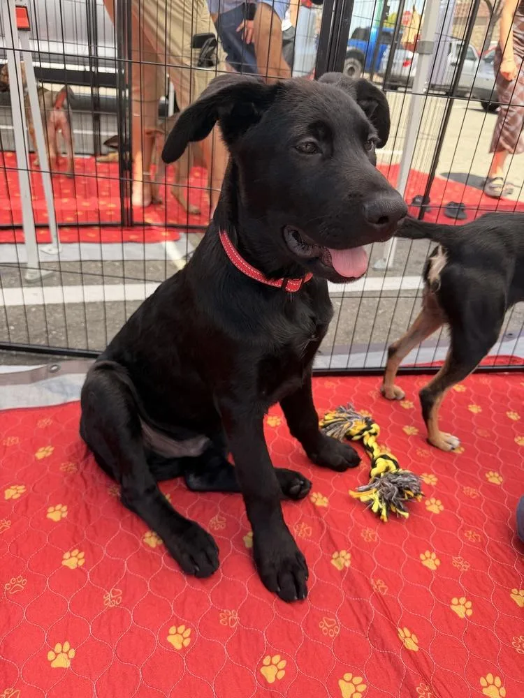 A baby large-sized female Black Labrador Retriever dog named Cambridge for adoption in Pleasant Hill, CA