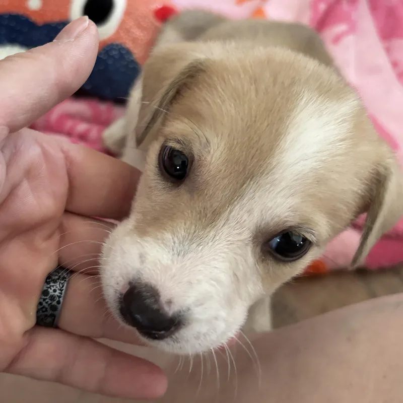 A baby small-sized female Shepherd dog named Rey for adoption in Panama City, FL