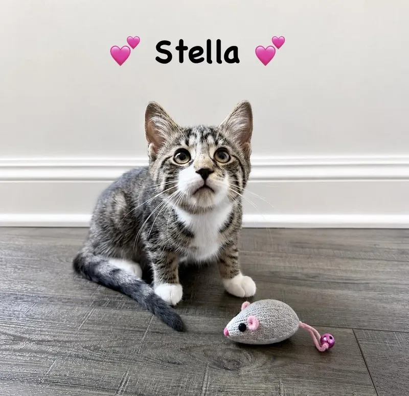 A baby medium-sized female Tabby (Brown / Chocolate) Domestic Short Hair cat named Stella for adoption in Copley, OH