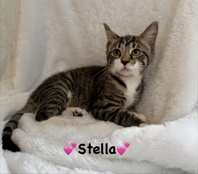 Stella thumbnail 2