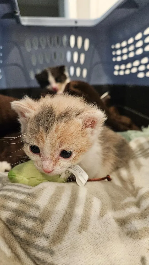 A baby medium-sized female Domestic Short Hair cat named Toyah for adoption in South Bend, IN