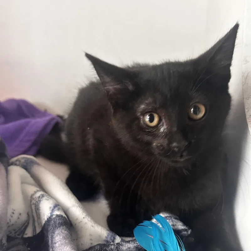 A baby small-sized male Black Domestic Short Hair cat named Zach for adoption in Dearborn, MI