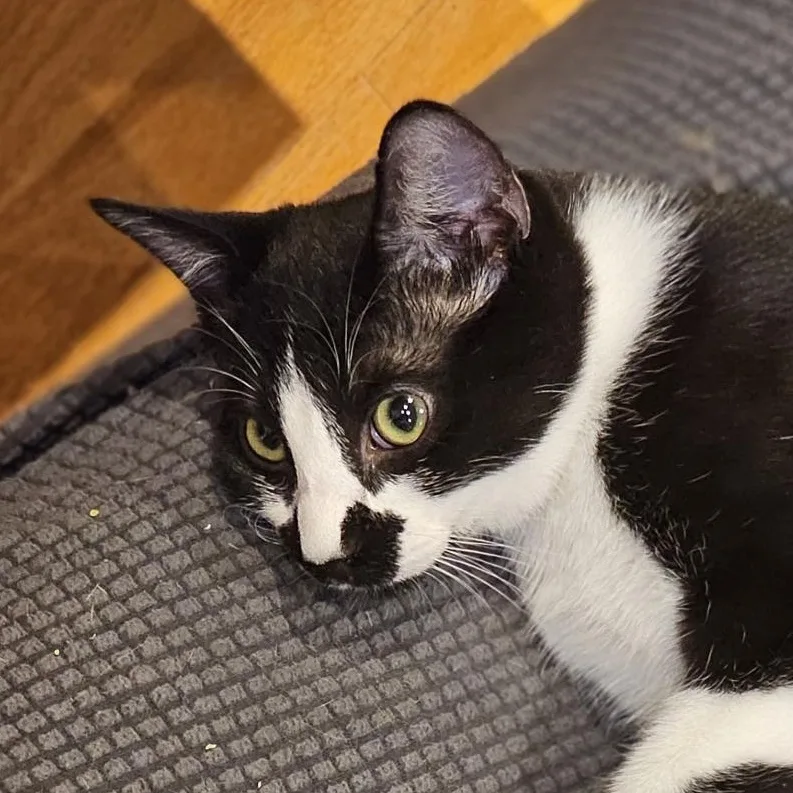 Kolache thumbnail 3