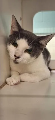 An adult medium-sized female Domestic Short Hair cat named Squirt for adoption in Vero Beach, FL