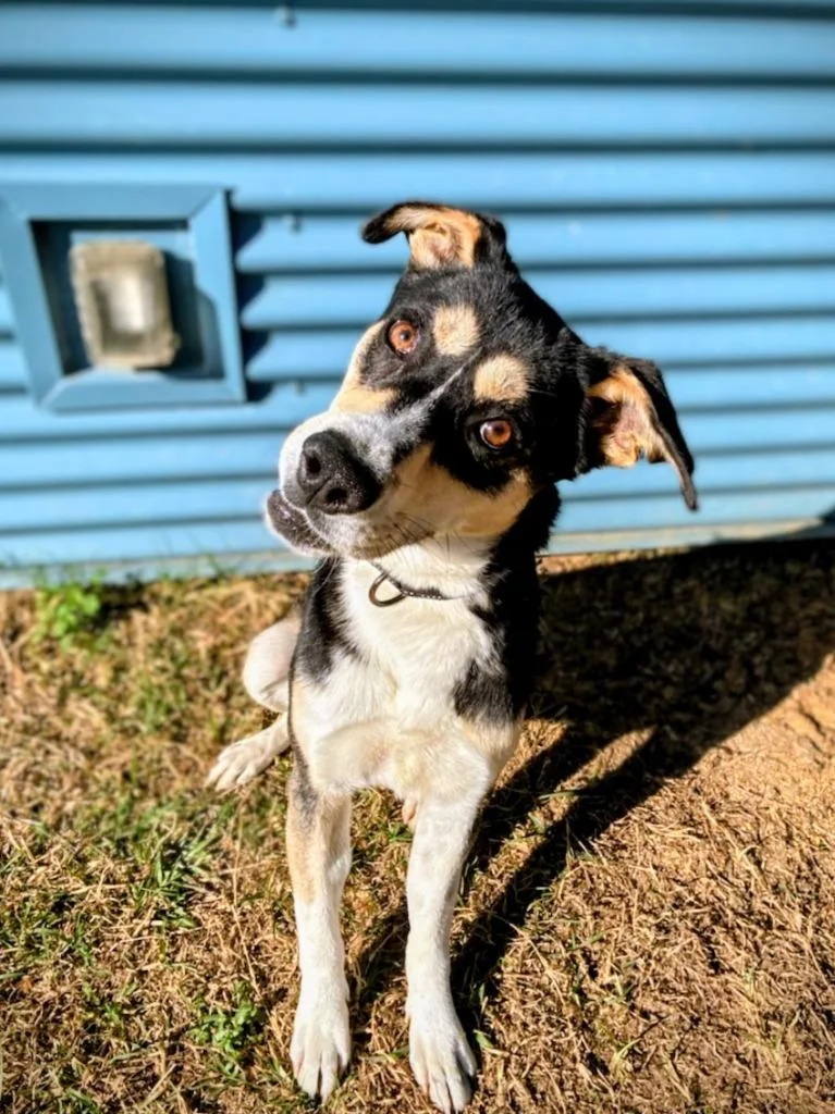 A young large-sized male Mixed Breed dog named Candy Cane for adoption in Ruston, LA