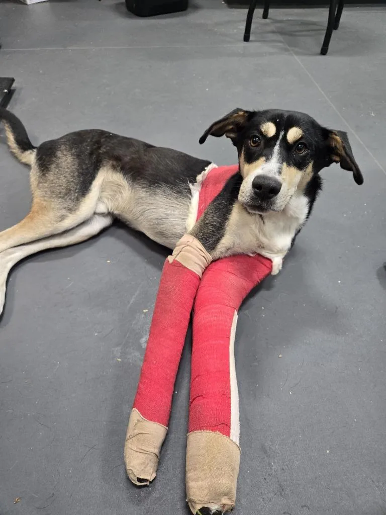 Candy Cane thumbnail 2