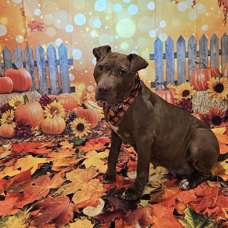 A senior large-sized female Brown / Chocolate American Staffordshire Terrier dog named Tiramisu for adoption in Easton, PA