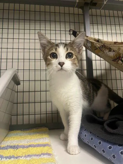 A baby small-sized female Domestic Short Hair cat named Jada for adoption in Lovingston, VA