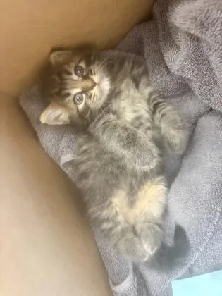 A baby small-sized male Domestic Medium Hair cat named Lamb for adoption in Chamblee, GA