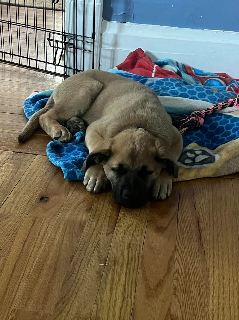 Theodore