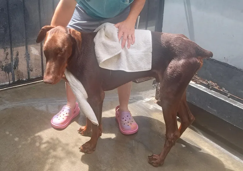 An adult large-sized male Red / Chestnut / Orange Doberman Pinscher dog named Blitz for adoption in Ventura, CA