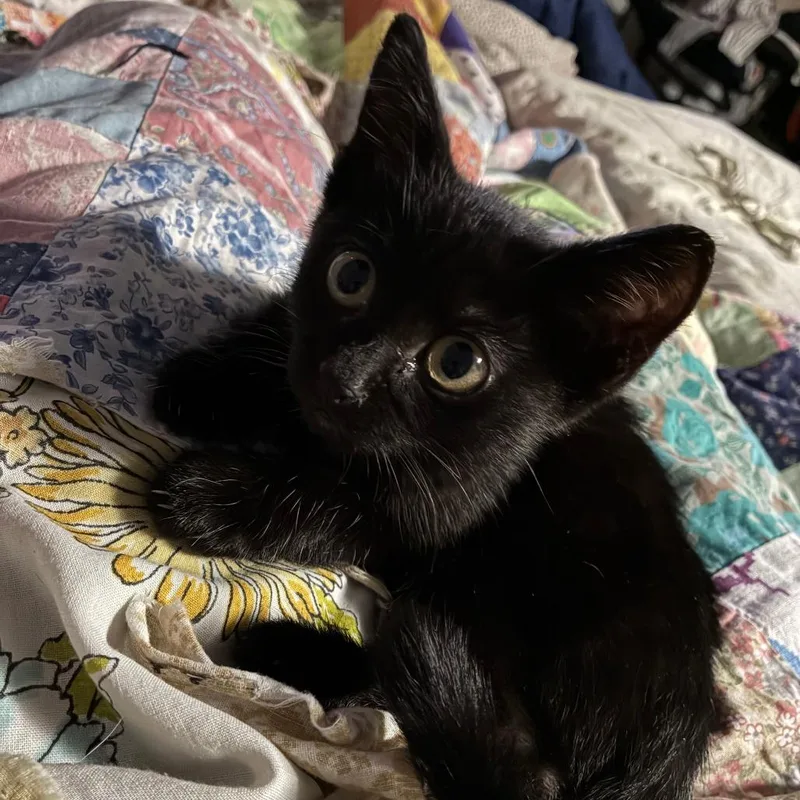 A baby small-sized female Black Domestic Short Hair cat named MoMo for adoption in Saint Louis, MO