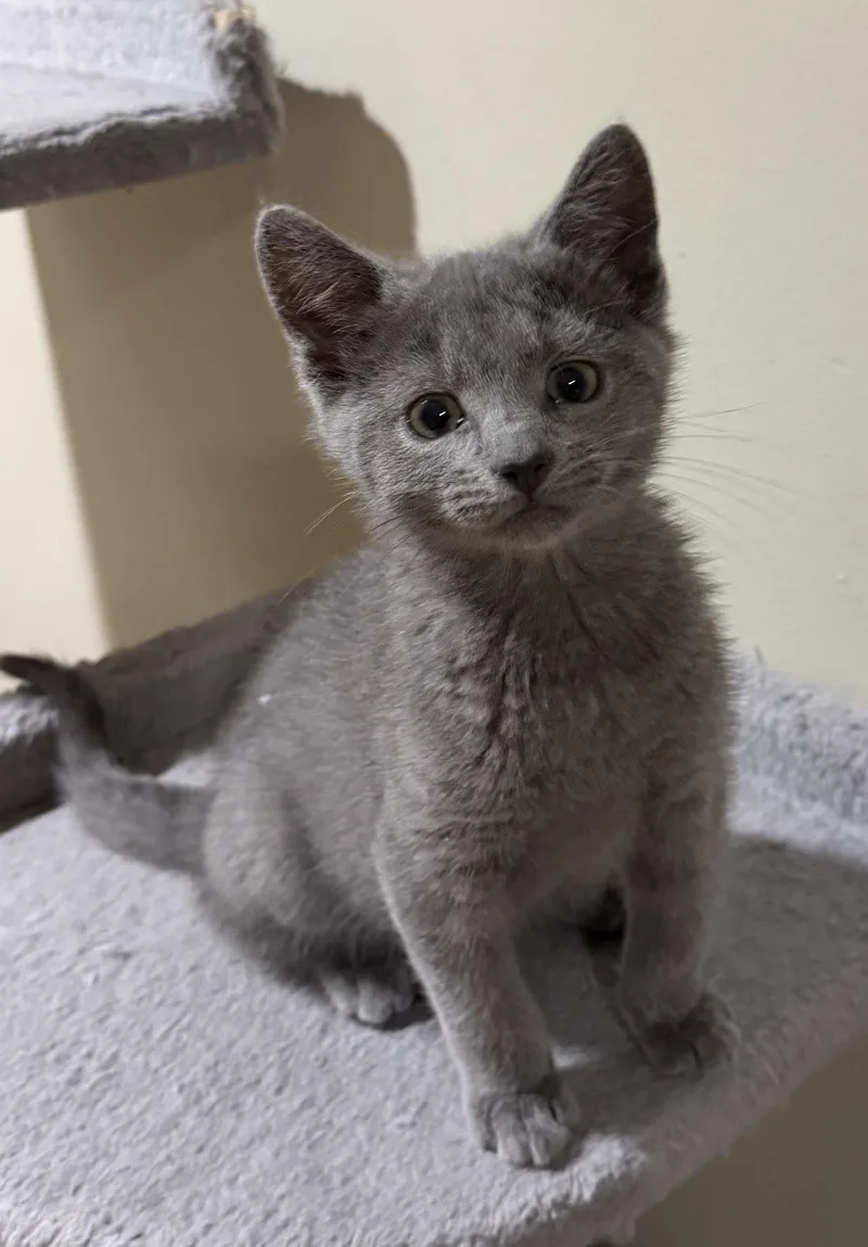 A baby medium-sized male Gray / Blue / Silver Domestic Short Hair cat named Victor for adoption in East Hanover, NJ