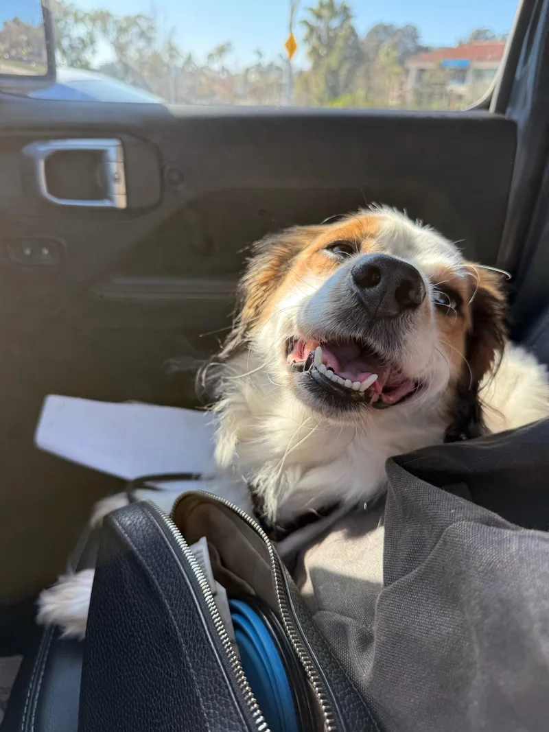 A young medium-sized male Cocker Spaniel dog named Nigel for adoption in santa monica, CA