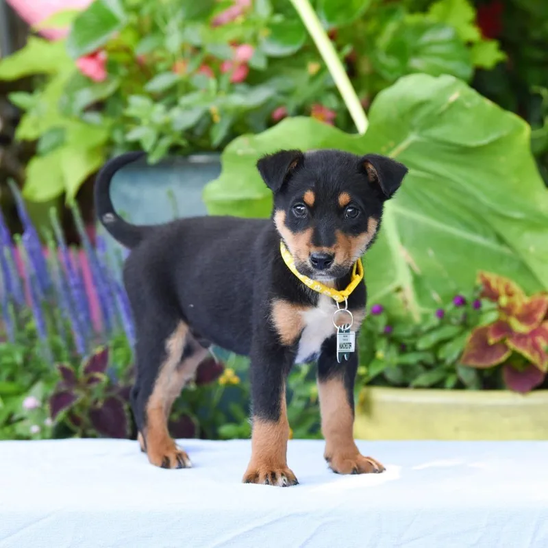 A baby small-sized male Shepherd dog named Manchester for adoption in Wake Forest, NC