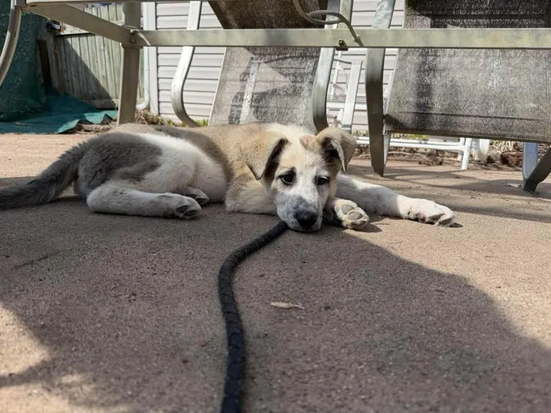 A baby large-sized female Great Pyrenees dog named Sequin for adoption in Bristol, WI