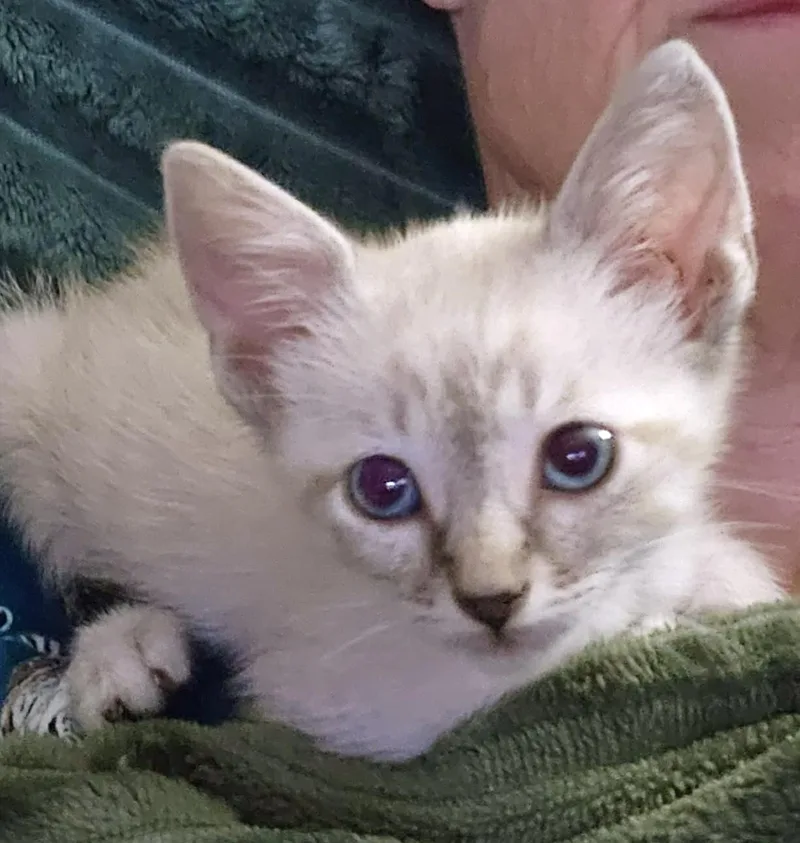 A young medium-sized male Lilac Point Domestic Short Hair cat named Cabo for adoption in Noble, OK