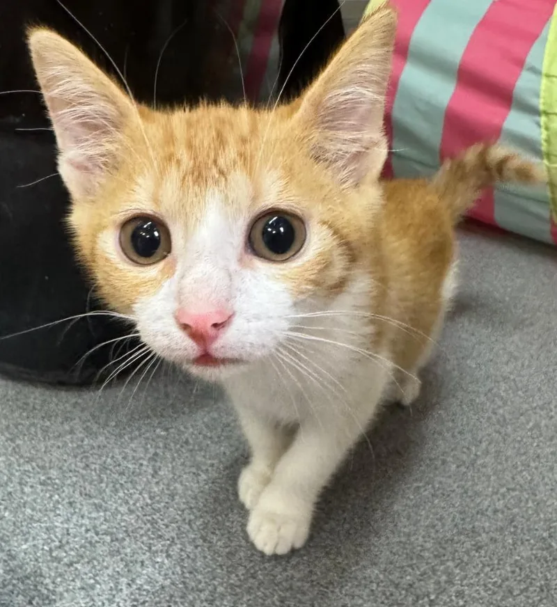 A baby medium-sized female Orange & White Domestic Short Hair cat named Melba for adoption in Tomah, WI