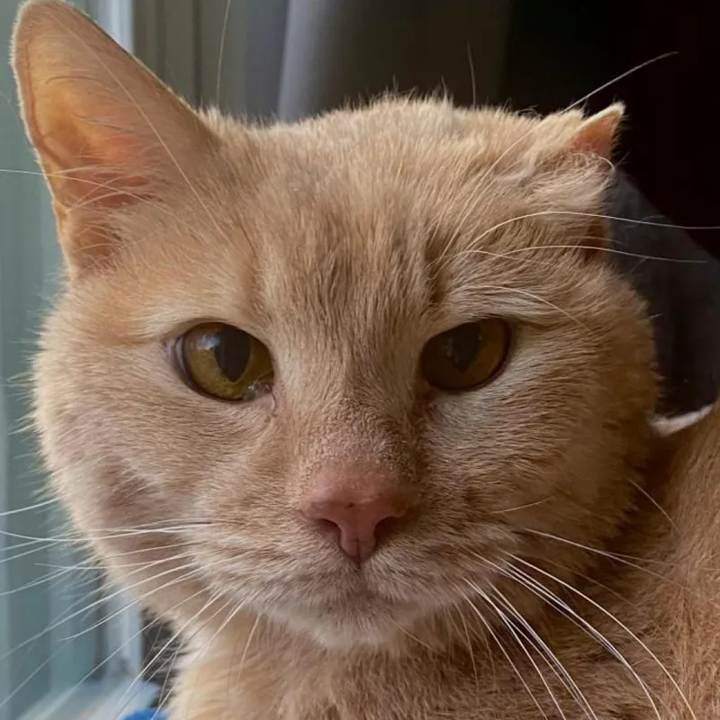 A senior large-sized male Buff / Tan / Fawn Domestic Short Hair cat named Louie for adoption in Kennebunk, ME