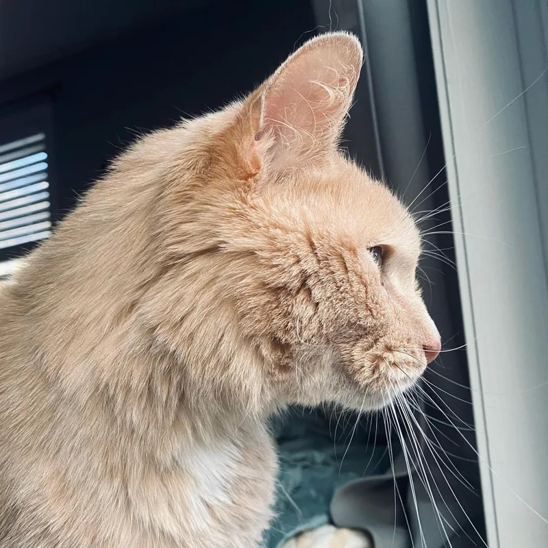 Louie thumbnail 3