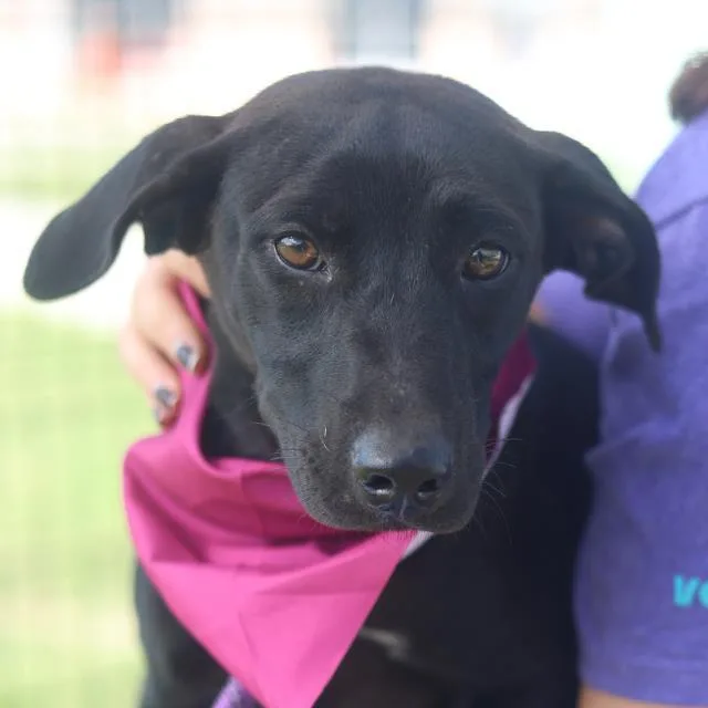 A young medium-sized female Labrador Retriever dog named Minnie for adoption in San Antonio, TX