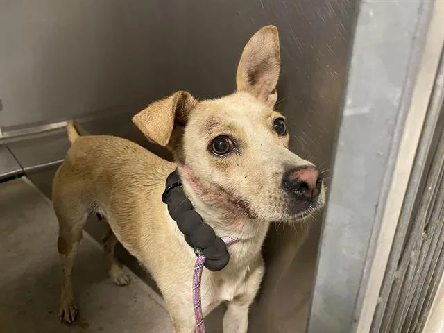 An adult large-sized female German Shepherd Dog dog named Kit for adoption in Modesto, CA