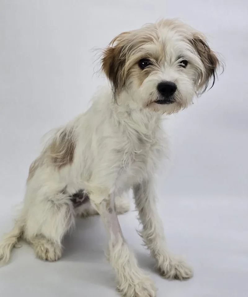 A baby medium-sized female Tricolor (Brown, Black, & White) Jack Russell Terrier dog named Mila for adoption in Sedalia, CO