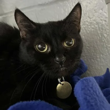 An adult medium-sized female Black Domestic Short Hair cat named Maryse for adoption in Lansing, MI
