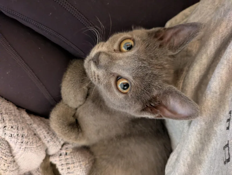 A baby medium-sized female British Shorthair cat named London for adoption in Haddon Heights, NJ