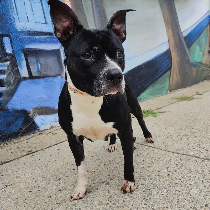 A senior medium-sized female Black Pit Bull Terrier dog named Xena for adoption in Jersey city, NJ